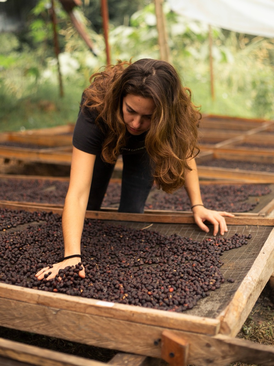 Alexia Zavaleta revisando el café en las camas de secado de la finca